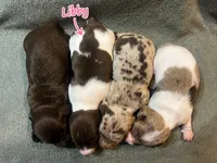 Libby, a female Dachshund for sale in Haughton, LA – 4 of 4
