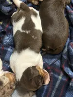 Libby, a female Dachshund for sale in Haughton, LA – 3 of 4
