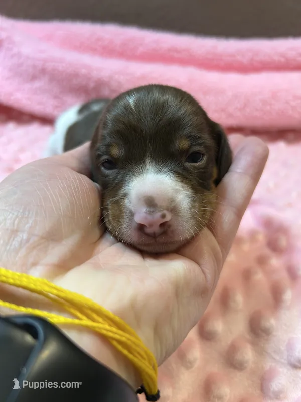 Libby – Dachshund puppy for sale in Haughton, LA