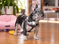 Blue Merle French Bulldog Puppy Boy for Sale Healthy & Vaccinated, a male French Bulldog for sale in Alpharetta, GA – 3 of 9