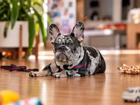 Blue Merle French Bulldog Puppy Boy for Sale Healthy & Vaccinated, a male French Bulldog for sale in Alpharetta, GA – 4 of 9