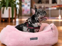 Blue Merle French Bulldog Puppy Boy for Sale Healthy & Vaccinated, a male French Bulldog for sale in Alpharetta, GA – 7 of 9