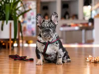 Blue Merle French Bulldog Puppy Boy for Sale Healthy & Vaccinated, a male French Bulldog for sale in Alpharetta, GA – 9 of 9