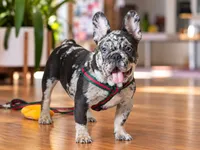Blue Merle French Bulldog Puppy Boy for Sale Healthy & Vaccinated, a male French Bulldog for sale in Alpharetta, GA – 5 of 9