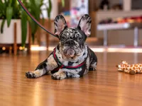 Blue Merle French Bulldog Puppy Boy for Sale Healthy & Vaccinated, a male French Bulldog for sale in Alpharetta, GA – 6 of 9