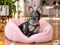 Blue Merle French Bulldog Puppy Boy for Sale Healthy & Vaccinated, a male French Bulldog for sale in Alpharetta, GA – 2 of 9