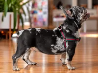 Blue Merle French Bulldog Puppy Boy for Sale Healthy & Vaccinated, a male French Bulldog for sale in Alpharetta, GA – 8 of 9
