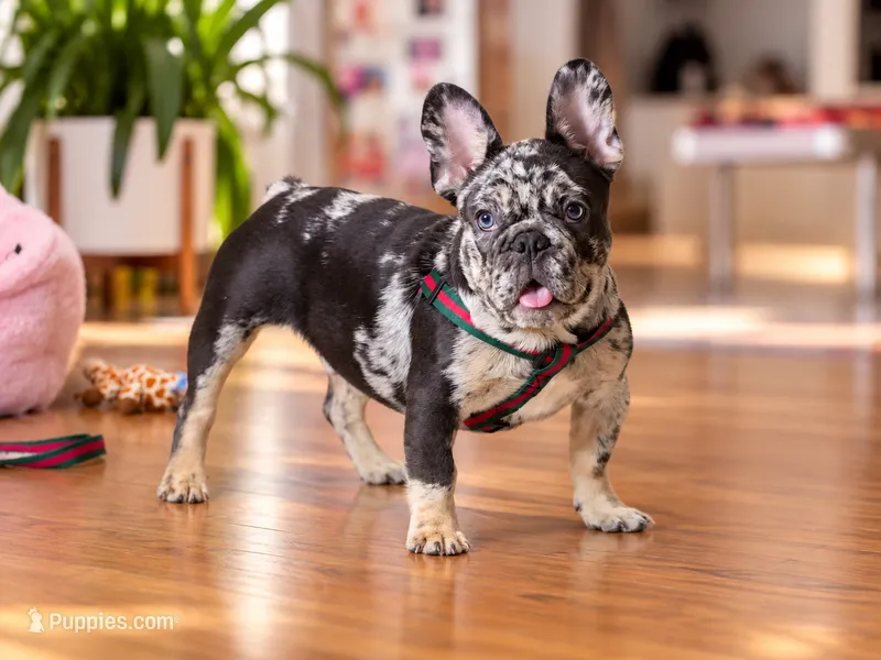 Blue Merle French Bulldog Puppy Boy for Sale Healthy & Vaccinated – French Bulldog puppy for sale in Alpharetta, GA