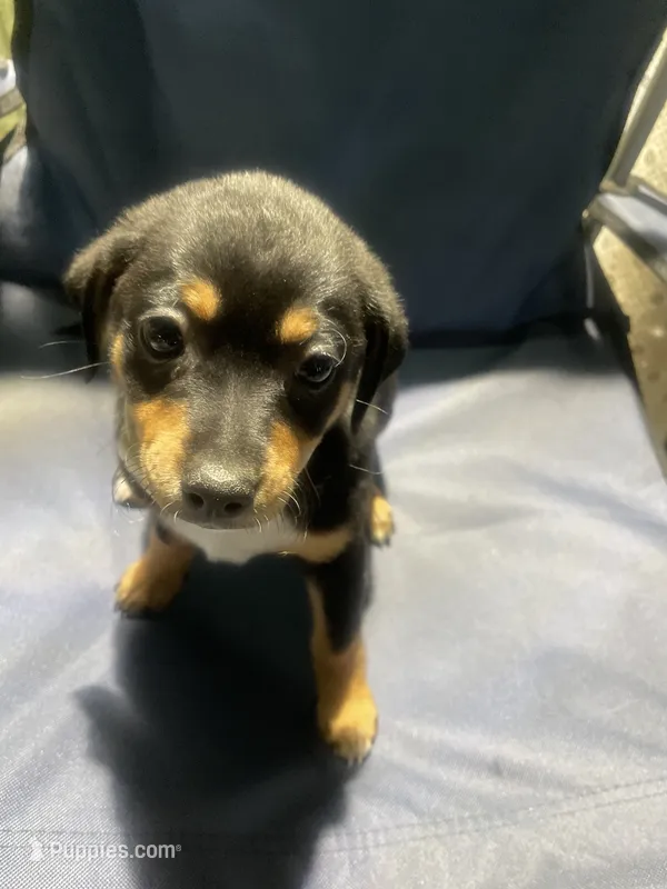 Keke – Doberman Pinscher, Rottweiler puppy for sale in Houston, TX