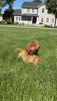 Asia , a female Poodle - Toy  for sale in Paramus, NJ – 3 of 6