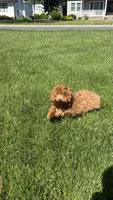 Asia , a female Poodle - Toy  for sale in Paramus, NJ – 5 of 6