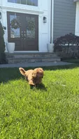 Asia , a female Poodle - Toy  for sale in Paramus, NJ – 2 of 6