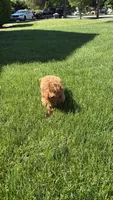 Asia , a female Poodle - Toy  for sale in Paramus, NJ – 6 of 6
