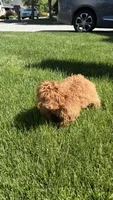 Asia , a female Poodle - Toy  for sale in Paramus, NJ – 4 of 6