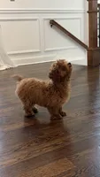 Asia , a female Poodle - Toy  for sale in Paramus, NJ – 1 of 6