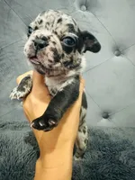 gorda, a male French Bulldog for sale in Los Alamitos, CA – Photo 5 of 10