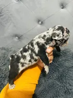 gorda, a male French Bulldog for sale in Los Alamitos, CA – Photo 6 of 10