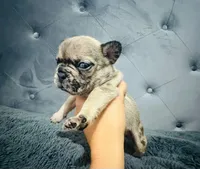 gorda, a male French Bulldog for sale in Los Alamitos, CA – Photo 2 of 10