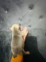 gorda, a male French Bulldog for sale in Los Alamitos, CA – Photo 9 of 10