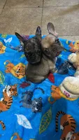 wingo, a male French Bulldog for sale in Los Alamitos, CA – Photo 2 of 3