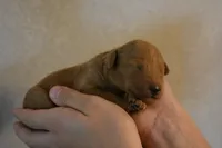 Belle , a female Miniature Goldendoodle for sale in Harrison, AR – 1 of 7