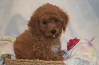 Cecile, a female Miniature Goldendoodle for sale in Harrison, AR – 4 of 9