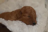 Miles, a male Miniature Goldendoodle for sale in Harrison, AR – Photo 4 of 4