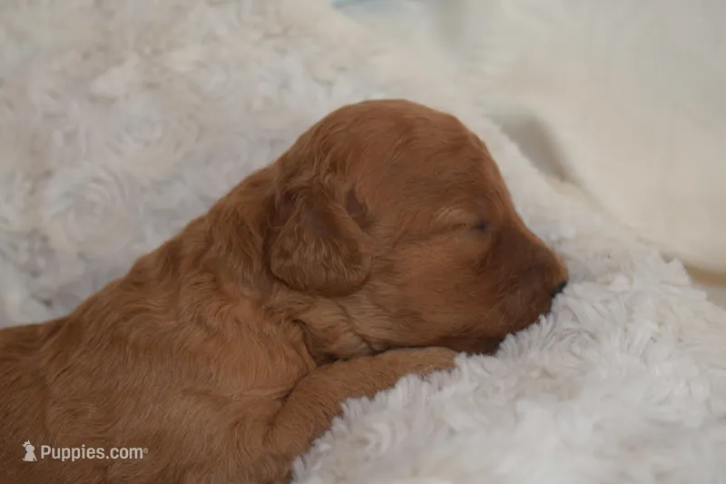 Miles – Miniature Goldendoodle puppy for sale in Harrison, AR