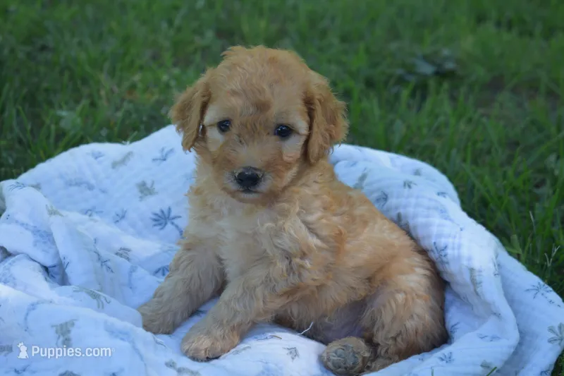 Miles – Miniature Goldendoodle puppy for sale in Harrison, AR