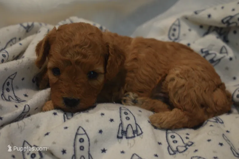 Miles – Miniature Goldendoodle puppy for sale in Harrison, AR