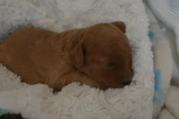 Miles, a male Miniature Goldendoodle for sale in Harrison, AR – Photo 3 of 4