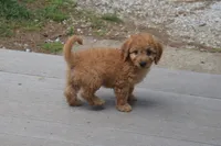 Maverick, a male Miniature Goldendoodle for sale in Harrison, AR – 5 of 10