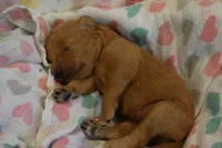 Belle , a female Miniature Goldendoodle for sale in Harrison, AR – 5 of 7