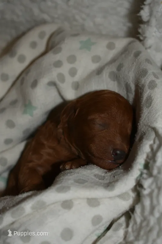 Tanner – Miniature Goldendoodle puppy for sale in Harrison, AR