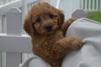 Maverick, a male Miniature Goldendoodle for sale in Harrison, AR – 4 of 10