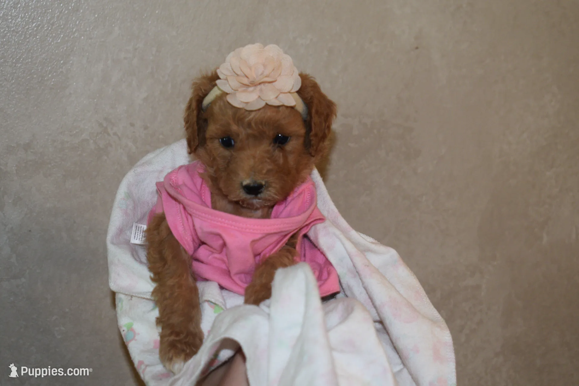 Poppy, a female Goldendoodle for sale in Harrison, AR – Photo 4 of 5