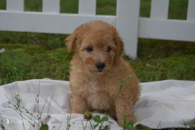 Miles – Miniature Goldendoodle puppy for sale in Harrison, AR