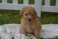 Miles, a male Miniature Goldendoodle for sale in Harrison, AR – 1 of 10