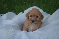 Miles, a male Miniature Goldendoodle for sale in Harrison, AR – 8 of 10