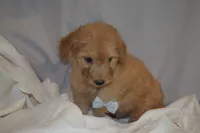 Miles, a male Miniature Goldendoodle for sale in Harrison, AR – 5 of 10