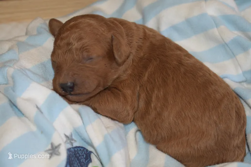 Pooh – Miniature Goldendoodle puppy for sale in Harrison, AR