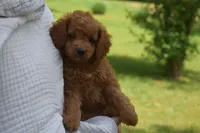 Pooh, a male Miniature Goldendoodle for sale in Harrison, AR – Photo 3 of 9