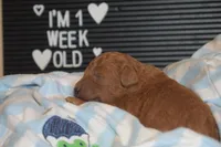 Pooh, a male Miniature Goldendoodle for sale in Harrison, AR – Photo 2 of 4