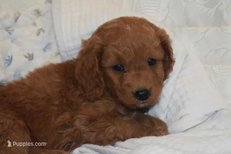Pooh – Miniature Goldendoodle puppy for sale in Harrison, AR