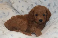 Pooh, a male Miniature Goldendoodle for sale in Harrison, AR – Photo 5 of 9