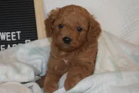 Pooh, a male Miniature Goldendoodle for sale in Harrison, AR – Photo 7 of 9