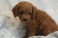 Pooh, a male Miniature Goldendoodle for sale in Harrison, AR – Photo 4 of 9