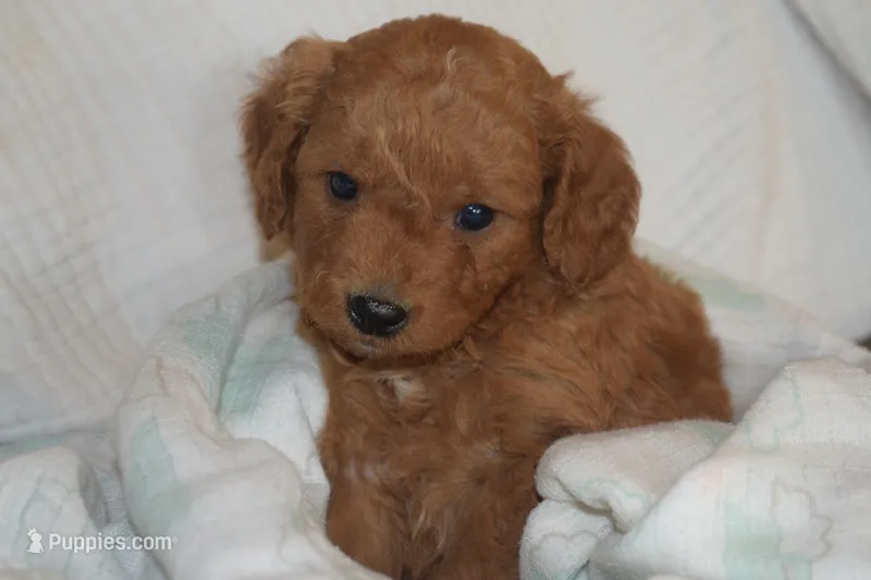 Pooh – Miniature Goldendoodle puppy for sale in Harrison, AR
