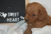 Pooh, a male Miniature Goldendoodle for sale in Harrison, AR – Photo 9 of 9