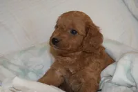 Pooh, a male Miniature Goldendoodle for sale in Harrison, AR – Photo 8 of 9